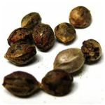Семена марихуаны АК-47  (Seeds AK-47) в Ковылкино